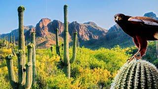 Sonoran Desert (North America Wild Wild Life)