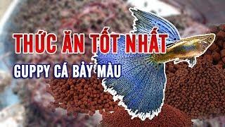 Lựa chọn thức ăn tốt nhất cho cá bảy màu