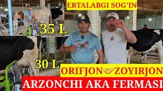 ARZONCHI AKA. ERTALABGI SOG'IN Simental 20L Rasiskiy 19L sutga. ️991054707 ️974120909