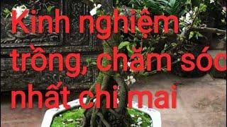 Trồng và chăm sóc cây nhất chi mai đúng cách / viec vat gia dinh