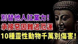 別替他人扛業力！承接惡因難逃厄運，10種靈性動物千萬別傷害！放生一次改命一生，福報好處不可不知 | 好東西 佛說  #運勢 #佛教 #佛說 #因果