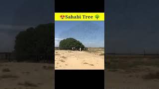 Sahabi Tree #Tree #makkah #jordan #waqia #short #youtubeshorts