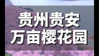 貴州省貴安萬畝櫻花園  世界最大比台灣還厲害！