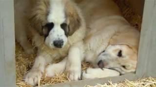 Pyrenean Mastiff & Spanish Mastiffs