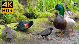 Cat TV for Cats to Watch  Funny Birds Squirrels Ducks  8 Hours 4K HDR