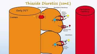 Diuretics - Part 2 - Loops, Thiazides, K+ Sparing, and ADH antagonists