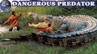 TOP 10 more Dangerous types of  Crocodiles in the World