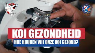 HOE HOUDEN WIJ ONZE KOI GEZOND? - KOI GEZONDHEID