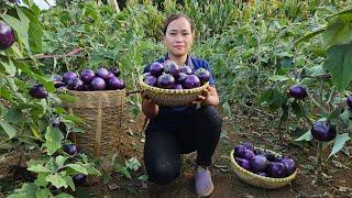 Harvest round eggplant & Vegetables shrinkage Goes to market sell - Animal care in farm