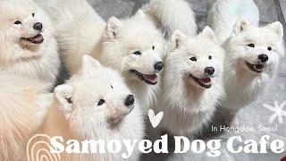 Samoyed Dog Cafe in Seoul | Winters Village (겨울머무는집) | Things to do in Hongdae, Seoul