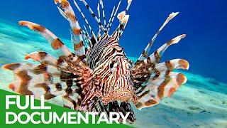 Lionfish - The New Pirates of the Caribbean | Free Documentary Nature