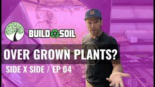 BuildASoil: HOW TO MANAGE OVER GROWN PLANTS // GMO SIDE X SIDE (Episode 04)