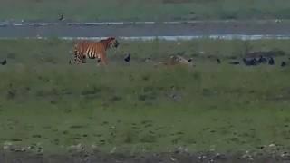 The tiger scares off the wild boar