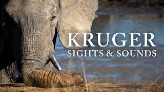 Kruger National Park | Sights, Sounds & Binaural 10Hz Alpha Waves