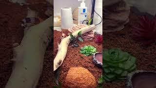 #змеи #ящерица #reptiles #рептилии #terrarium #террариум #аквариум #рыбы #живаяприрода