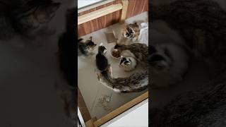 А НУ КА КОШЕЧКИ!!! ️️️️