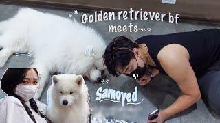 Fun date ideas in Seoul: Samoyed dog cafe and PS4 cafe vlog 