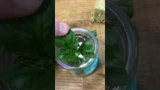 How I clone and grow basil from seed for hydroponics #basil #propagation #plants