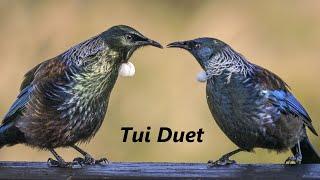 Tui Talk