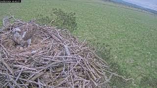 First egg hatches and first feed 24.5.24 #FoulshawOspreys