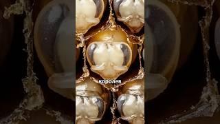 Несколько пчелиных королев - это катастрофа #амитеш #пчелы