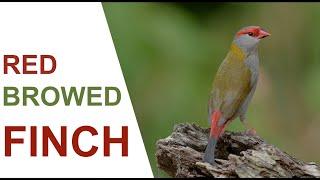 Red-browed Finch in the Wild. Beautiful Australian Finches, feeding, bathing  and  preening.