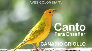 Canto de CANARIO CRIOLLO Para Enseñar