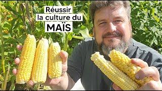 Comment réussir la culture du MAÏS『TUTO』