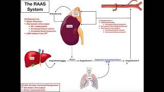 The Renin-Angiotensin-Aldosterone [RAAS] System