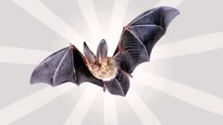 Bat Sound Effects