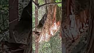 Черноглазый медведь отдыхает в гамаке между сероглазыми вороном и волком над зелёным динозавриком.