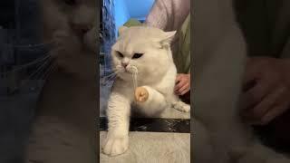 funny cat#cat#cats#catlover #catshorts #funnycats#youtubeshorts #funnyvideo #music#moneycat#my
