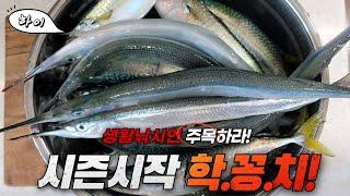 보령 원산도 학꽁치 고등어 낚시-남녀노소 쉽게 1타 1피!! 느면 나오네요(빨딱찌 채비)