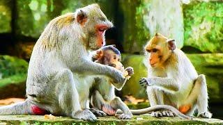 SO HUNGRY JANNA MONKEY WANTS TO EAT FOOD WITH MOM JANE & JAZZY TOO, AFRAID!