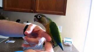 Discouraging Nippyness in Baby Green Cheek Conures