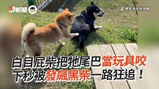 白目屁柴狂咬黑柴尾巴！牠暴氣一路狂追｜寵物動物｜狗狗｜柴犬