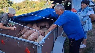 Жінка з дому,а Я розпродую поросят‼️Ціна космос я ж БаригаКупили з Завгаром тачку на прокачку‼️