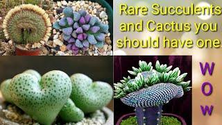 RARE SUCCULENTS AND CACTUS YOU SHOULD HAVE