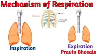 Mechanism of Respiration  | External Internal and Cellular Respiration | Pravin Bhosale