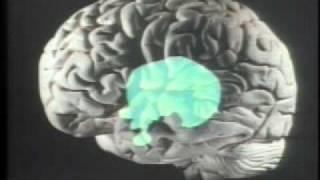 The Brain of an Autistic child + Temple Grandin