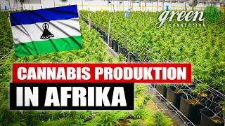 Wie wird CANNABIS in Lesotho PRODUZIERT ?| GreenConnection meet Africa | Dokumentation