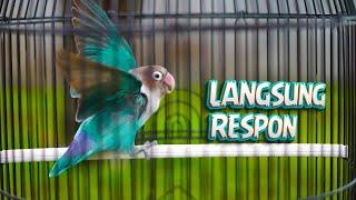 Lovebird Gacor Ngekek Panjang Materi Mewah! Auto Konslet Labet Lain Terpancing Langsung Fighter