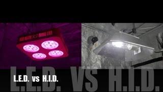LED vs HID Grow Lights - The Chilli Battle week 1