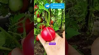 Вы точно не знали об этой подкормке помидор  #огород #дача #сад #урожай