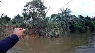 Teknik Pacing layang.. jadi pilihan  untuk mendaratkan lampam sungai kampar.... bersaiz abah..