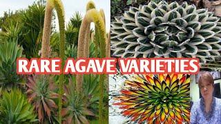 AGAVE PLANT SPECIES/CENTURY PLANT VARIETIES @margiepulido21