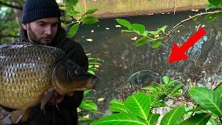 Neglected London river holds big fish!! (Carp fishing)