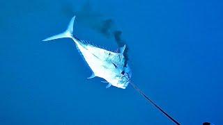 Middle grounds 30 pound African Pompano