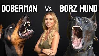 THE BORZ HUND versus THE DOBERMAN - WHICH DOG IS BETTER?