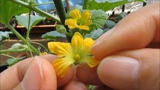 Hand Pollinating MELONS